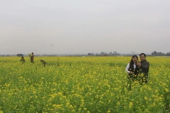 Cánh đồng hoa cải thu hút khách. (Ảnh: Khiếu Thị Tư/TTXVN)