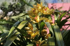 (Ảnh minh họa: Nguyễn Duy/TTXVN)