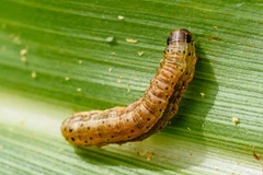 [Video] Những điều thú vị ít người biết về loài sâu bướm