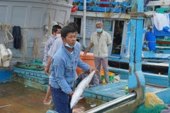 Vận chuyển cá lên bờ vào sáng 25 Tết tại cảng Bến Đá, thành phố Vũng Tàu. (Ảnh: Hoàng Nhị/TTXVN)