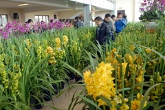 Hà Nội đầu tư 41 tỷ đồng phát triển hoa, cây cảnh chất lượng cao