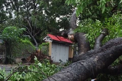 An Giang: Cây đổ đè sập nhà dân khiến hai mẹ con tử vong