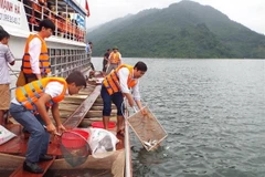 Thả hơn 60.000 con cá giống bổ sung nguồn lợi thủy sản hồ Hòa Bình. (Ảnh: Thanh Hải/TTXVN)