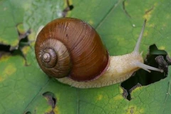 Nọc độc của ốc sên biển có thể chữa bệnh tim mạch và cao huyết áp