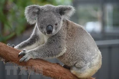Australia mở chiến dịch quyên góp cứu gấu túi bị thương do cháy rừng