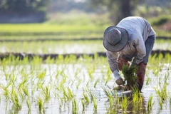 Trung Quốc giảm lượng khí thải gây hiệu ứng nhà kính từ sản xuất gạo