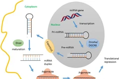 Ảnh minh họa. (Nguồn: ScienceDirect)