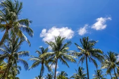 Kit Kat và Dove có thể bị phạt nếu không tăng cường mua dầu cọ 'xanh'