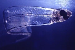 Pháp tuyên án 2 công dân Trung Quốc 10 tháng tù vì buôn lậu lươn sống