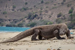 Số lượng rồng Komodo quý hiếm tương đối ổn định và không bị đe dọa. (Nguồn: timetravelturtle)