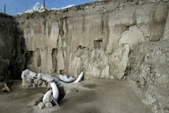 Mexico phát hiện 800 chiếc xương hóa thạch voi ma mút