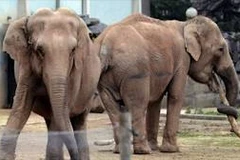 Voi thoát án tử được hoàng gia Monaco nuôi dưỡng