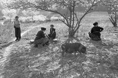 Triển lãm ảnh 'Thư Đồng Văn' giới thiệu tới công chúng khoảng 50 tác phẩm ảnh chụp bằng film đen trắng của nhà nhiếp ảnh, nhà quay phim gạo cội - nghệ sỹ nhân dân Nguyễn Hữu Tuấn. (Ảnh: NSND Nguyễn Hữu Tuấn)