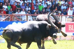 Ảnh chỉ mang tính chất minh họa. (Ảnh: TTXVN)