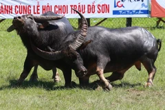 Bộ Văn hóa, Thể thao và Du lịch khẳng định, việc bán vé tại lễ hội truyền thống chọi trâu Đồ Sơn là trái với quy định của pháp luật. (Ảnh minh họa: TTXVN)