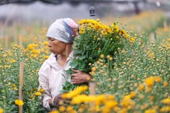 Tây Tựu được coi là một trong những vựa hoa lớn của Hà Nội. Với người nông dân trồng hoa, những dịp lễ Tết là thời điểm chính để có được một mùa 'bội thu.' (Ảnh: Minh Sơn/Vietnam+)