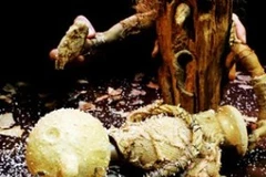 Tạo hình những chú rối Vagabundo. (Ảnh: L'espace)