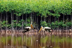 Khu đất ngập nước Côn Đảo. (Nguồn: TTXVN)