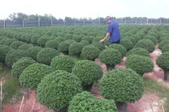 Ông Huỳnh Thúc Thắng, phường Đống Đa, thành phố Quy Nhơn (Bình Định) chăm sóc vườn hoa cúc Nhật chuẩn bị phục vụ Tết. (Ảnh: Tường Quân/TTXVN)