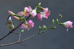 Cảnh sắc thiên nhiên mùa Xuân tại thành phố Phúc Châu, tỉnh Phúc Kiến, miền Đông Nam Trung Quốc ngày 6/1/2020. (Ảnh: THX/TTXVN)