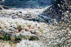 Đến thung lũng mận Mu Náu ở cao nguyên Mộc Châu, Sơn La, du khách sẽ được chiêm ngưỡng bức tranh thiên đường trắng tinh khôi của hoa mận. (Ảnh: Thành Đạt/TTXVN)