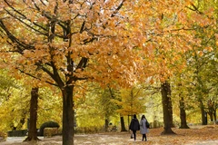 Sắc Thu vàng trong công viên ở Brussels, Bỉ, ngày 26/10/2020. (Nguồn: THX/TTXVN)