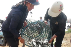 Ngư dân Quảng Bình phấn khới khi cá trích được múa trúng giá. (Ảnh: Đức Thọ/TTXVN)