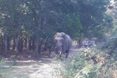 Voi rừng kéo về phá nương rẫy, nhà của người dân. Ảnh minh họa. (Nguồn: TTXVN)