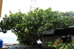 Cây tra có tán rộng, thân cây sù sì, lá dày nhỏ bằng nữa lá bàng. (Ảnh: Văn Dũng/TTXVN)