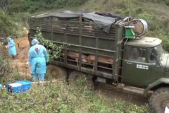 Ảnh minh họa. (Nguồn: TTXVN)