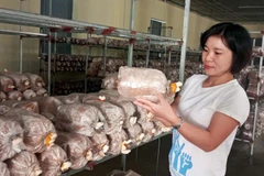 Cán bộ Viện Nông nghiệp Thanh Hóa kiểm tra sự sinh trưởng nấm Linh Chi. (Ảnh: Nguyễn Nam/TTXVN)