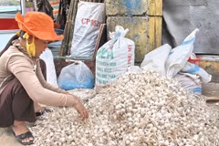 Nông dân huyện đảo Lý Sơn phân loại tỏi khô. (Ảnh: Thanh Long/TTXVN)