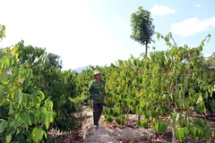 Anh Nguyễn Ngọc Hùng, làng Kon Rơ Sa xã Tân Lập huyện Kon Rẫy hiến 2.642 mét vuông đất và rẫy càphê đang thu hoạch để làm cầu. (Ảnh: Cao Nguyên/TTXVN)