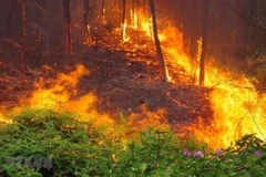 Ảnh chỉ có tính minh họa. (Nguồn: TTXVN)