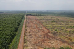 Hàng trăm hécta cao su trong vùng dự án sân bay Long Thành đã được cưa cắt. (Ảnh: Công Phong/TTXVN)