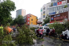 Bão số 5 đổ bộ làm gẫy đổ nhiều cây xanh, cột điện tại thành phố Huế. (Ảnh: Đỗ Trưởng/TTXVN) 