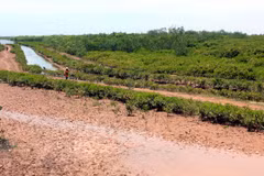Quang cảnh Khu bảo tồn thiên nhiên đất ngập nước Thái Thụy. (Ảnh: Thế Duyệt/TTXVN)