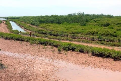 Quang cảnh Khu bảo tồn thiên nhiên đất ngập nước Thái Thụy. (Ảnh: Thế Duyệt/TTXVN)