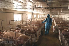 Tổ chức phun thuốc tiêu độc, khử trùng khu vực trang trại chăn nuôi để phòng, chống dịch bệnh. (Ảnh: Vũ Sinh/TTXVN)