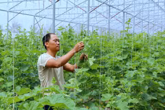 Anh Nguyễn Sĩ Hưng, xã Kiến Quốc, huyện Kiến Thụy, trồng dưa trong nhà kính theo công nghệ của Israel. (Ảnh: Minh Thu/TTXVN)