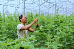 Anh Nguyễn Sĩ Hưng, xã Kiến Quốc, huyện Kiến Thụy, trồng dưa trong nhà kính theo công nghệ của Israel. (Ảnh: Minh Thu/TTXVN)
