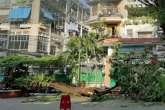 Hiện trường cây đổ trong sân trường. (Nguồn: TTXVN)