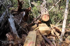 Tang vật được các đối tượng sử dụng để di chuyển, cưa hạ cây rừng. (Ảnh: Hoài Nam/TTXVN)