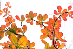 Màu thời gian. (Ảnh: Anh Tuấn/TTXVN)