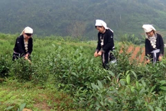 Người dân xã Hồng Thái, huyện Na Hang, tỉnh Tuyên Quang thu hái chè. (Ảnh: Quang Đán/TTXVN)