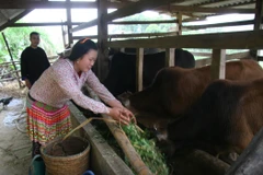 Người dân xã Tà Mung, huyện Than Uyên (Lai Châu) đã xây dựng chuồng trại, chăn nuôi tập trung. (Ảnh: Quý Trung/TTXVN)