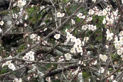 Hoa mơ ở cao nguyên Mộc Châu (tỉnh Sơn La) khoe sắc trắng tinh khôi. (Ảnh: Nguyễn Cường/TTXVN)