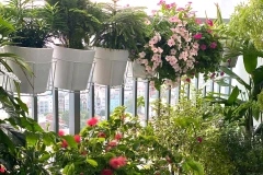 Ban công ngập tràn cây xanh ở nhà chị Hương Giang. (Nguồn: Facebook Hương Giang)