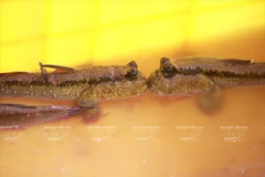 Cá thòi lòi. (Nguồn: Báo ảnh Việt Nam)