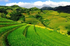 Bức tranh quyến rũ của vùng cao Mù Cang Chải mùa lúa chín. (Ảnh: Xuân Mai/Vietnam+)